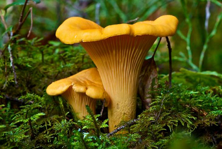 Wild chanterelle mushroom in the woods